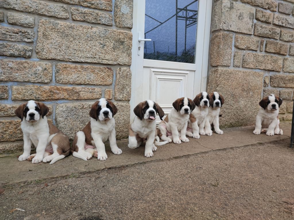 Star Of Eemona - Chien du Saint-Bernard - Portée née le 29/11/2021